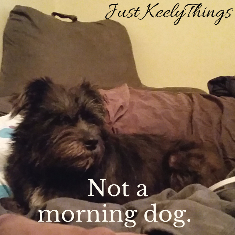 justkeelythings-not-a-morning-dog