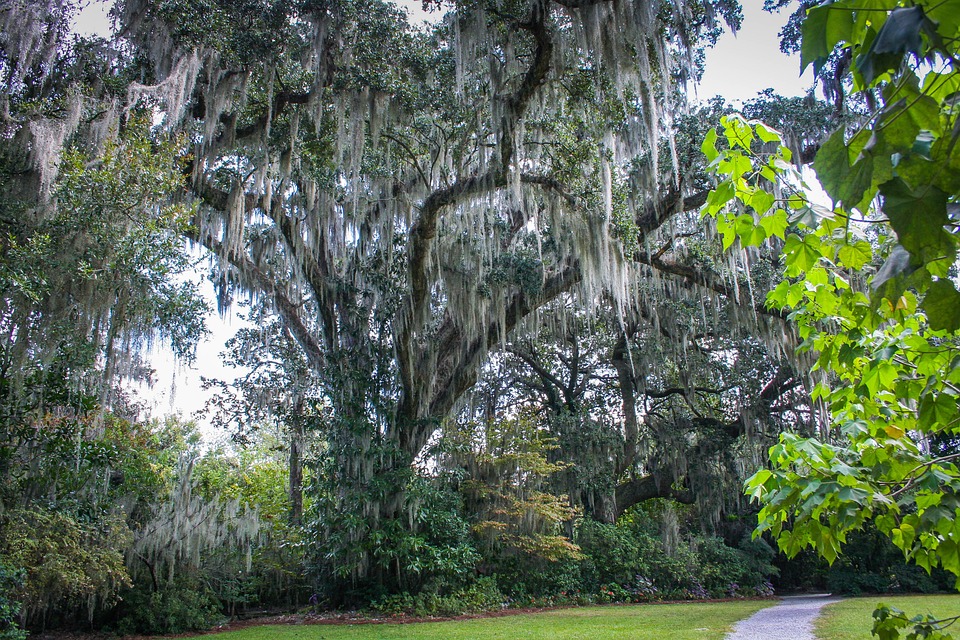 tree covered in spanish moss