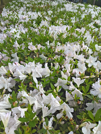 sea of white azalea flowers