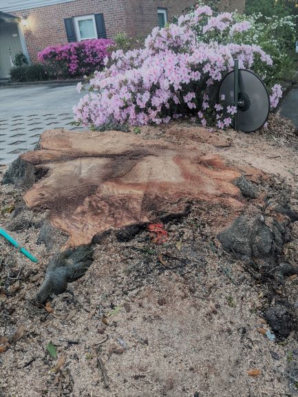 stump of a massive tree