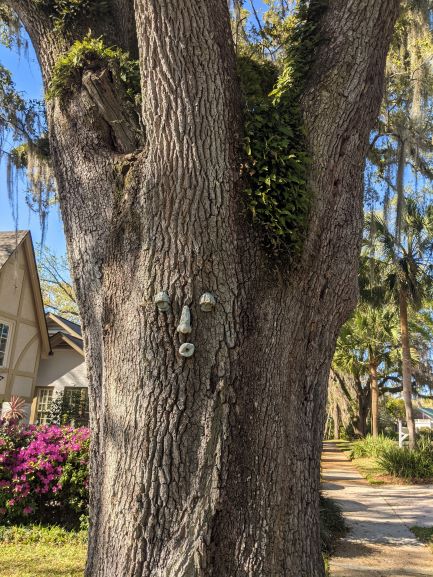 tree with a face