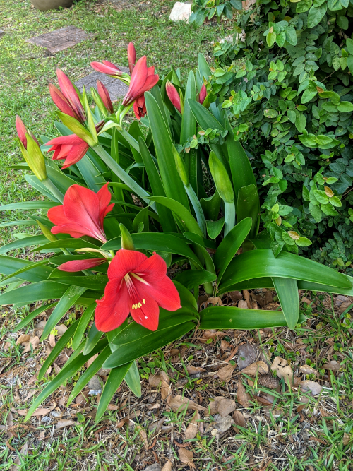 red blooming amaryllis