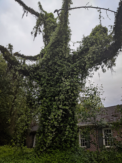 tree guardian