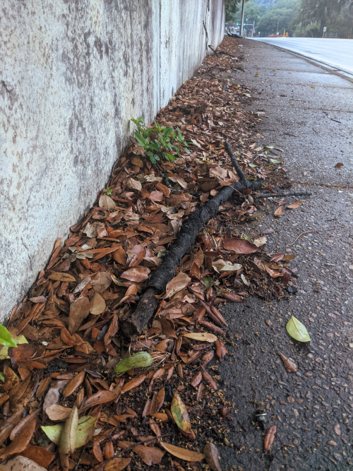 sidewalk on monroe