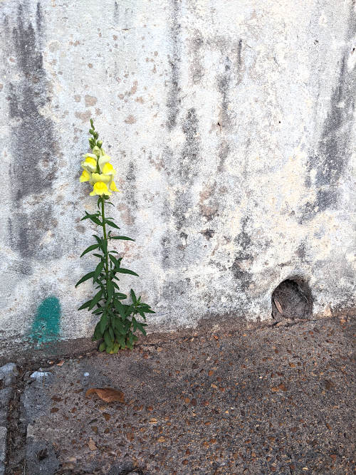 flower in a sidewalk