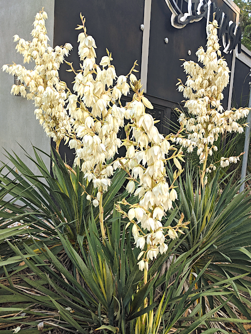 yellow flowers