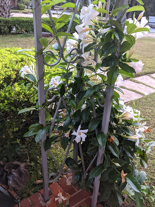 flower vine wrapped around a porch column