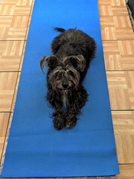 keely on my yoga mat