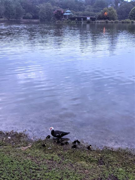 ducklings!