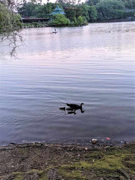 baby ducks!