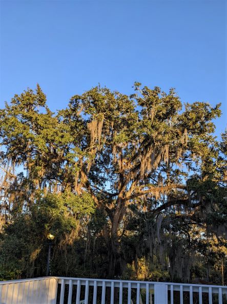 old oak tree against a bright blue sky