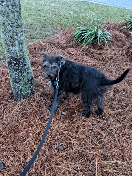 Keely standing proudly on a bed of pine needles