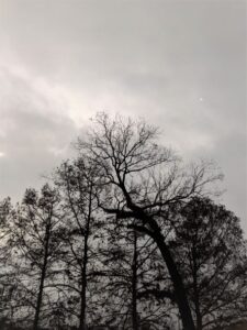 dark tree silhouettes against a gray sky